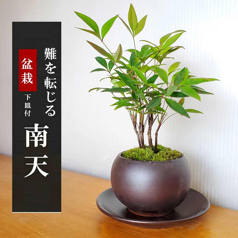 送料無料でお届け いにしえの和をお届けします 南天 なんてん の盆栽 黒陶器鉢 下皿セット