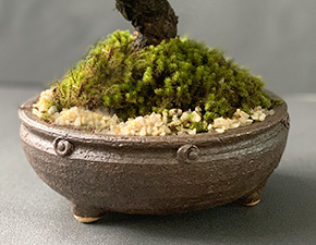 四季折々の変化を楽しむ ニレケヤキ アキニレ の盆栽 信楽焼鉢