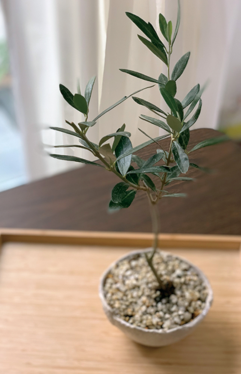 オリーブ 大!盆栽　Oh!Olive Bonsai