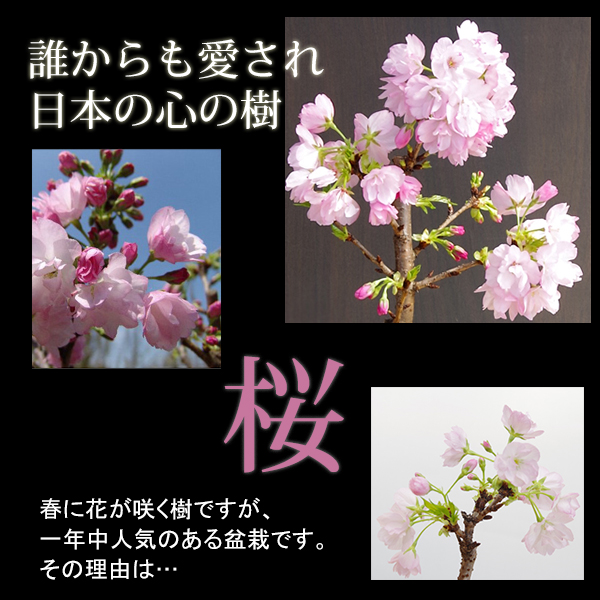 旭山桜