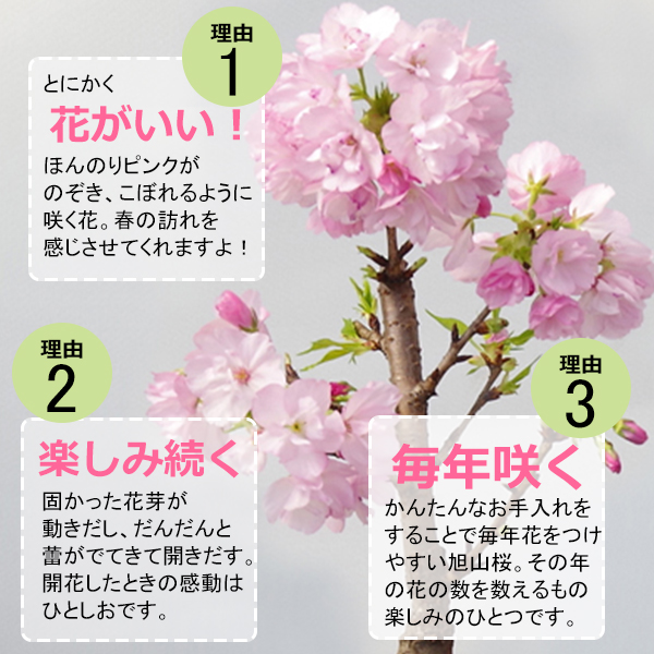 旭山桜