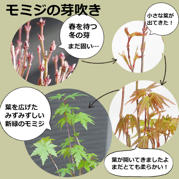 ヤマモミジの苔玉