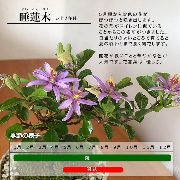 睡蓮木（スイレンボク）の苔玉