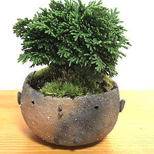ヒノキの盆栽