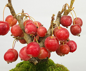 21年実 み 終了現在落葉中 送料無料でお届け 小さなリンゴの木 花も楽しめます 姫林檎 ヒメリンゴ の盆栽 万古白深鉢