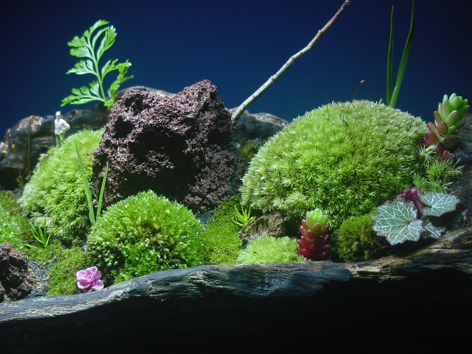 苔盆栽 (流木)