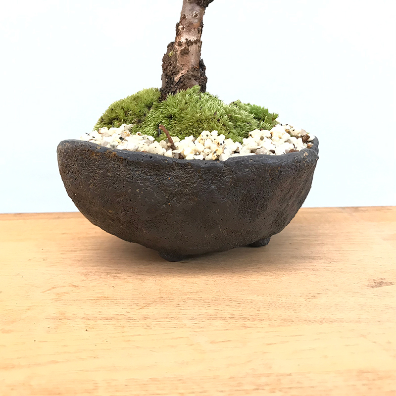 桜(旭山桜)の盆栽