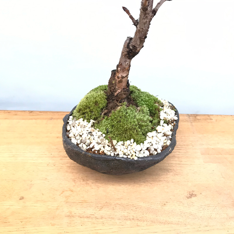 桜(旭山桜)の盆栽