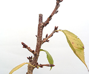 桜(旭山桜)の盆栽