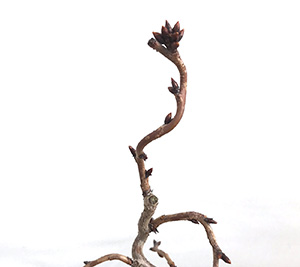 桜(旭山桜)の盆栽