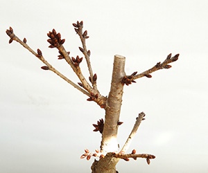桜(旭山桜)の盆栽