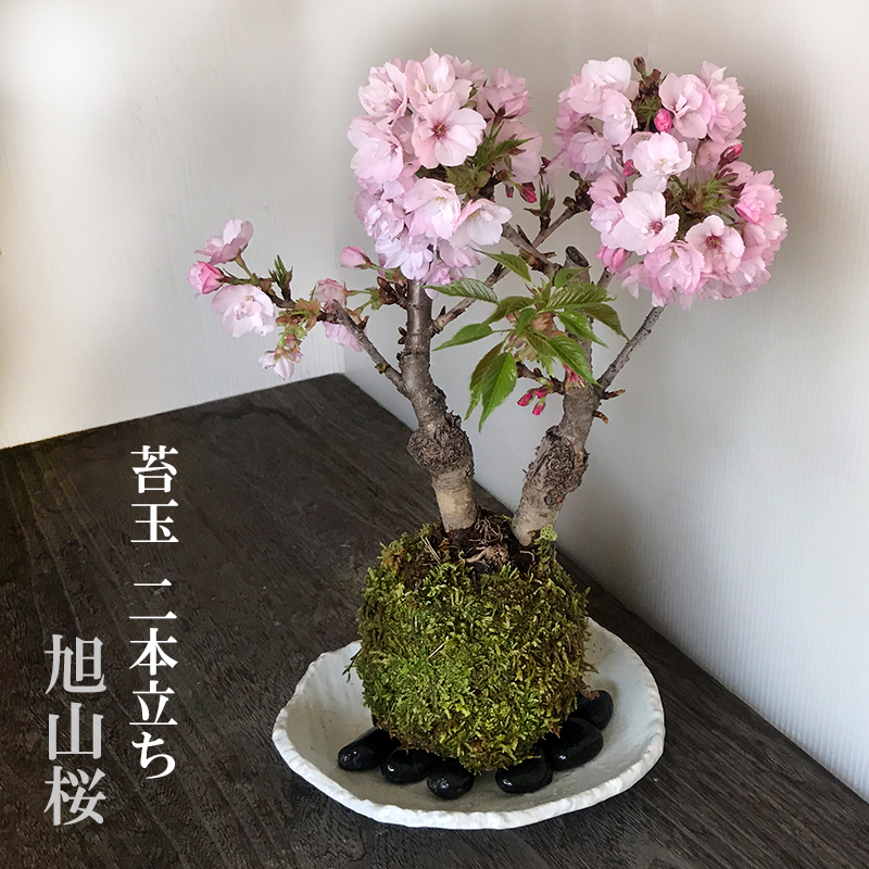 旭山桜