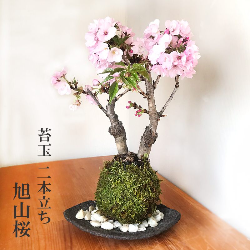 旭山桜