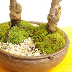 桜(旭山桜)の盆栽