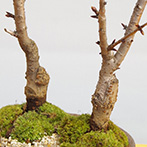 桜(旭山桜)の盆栽