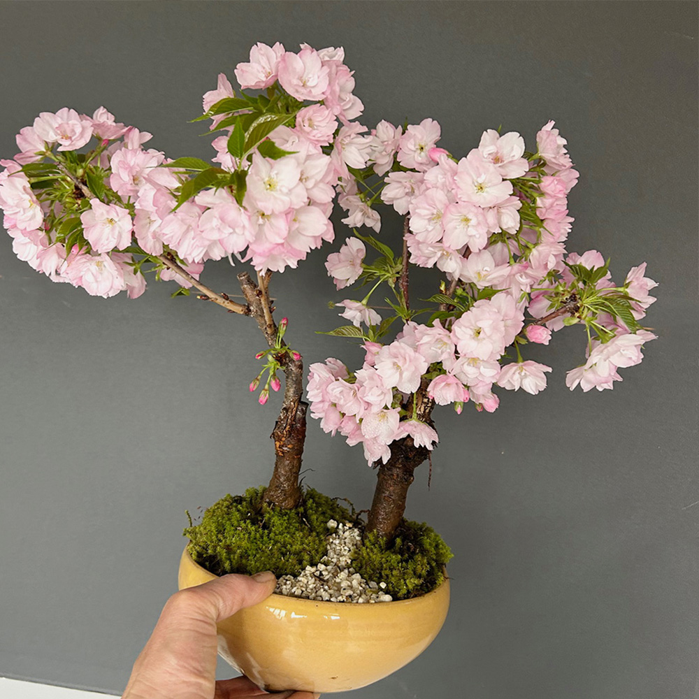 桜(旭山桜)の盆栽