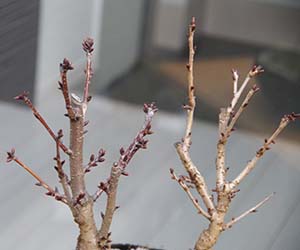 桜(旭山桜)の盆栽