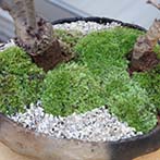桜(旭山桜）の盆栽