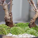 桜(旭山桜)の盆栽