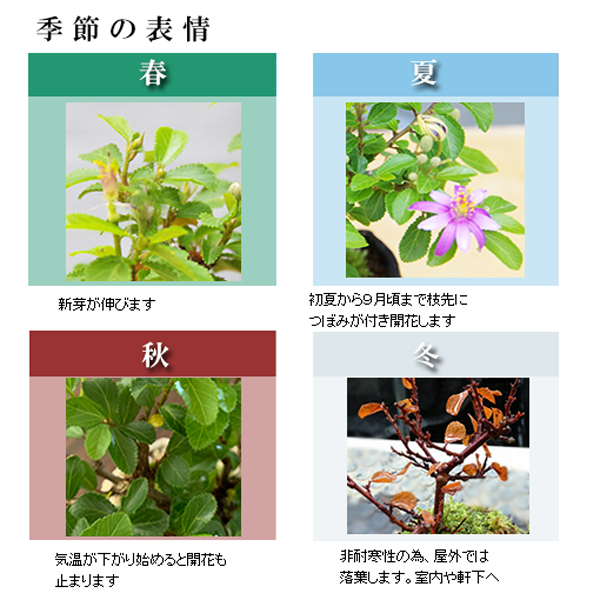 睡蓮木（スイレンボク）の苔玉