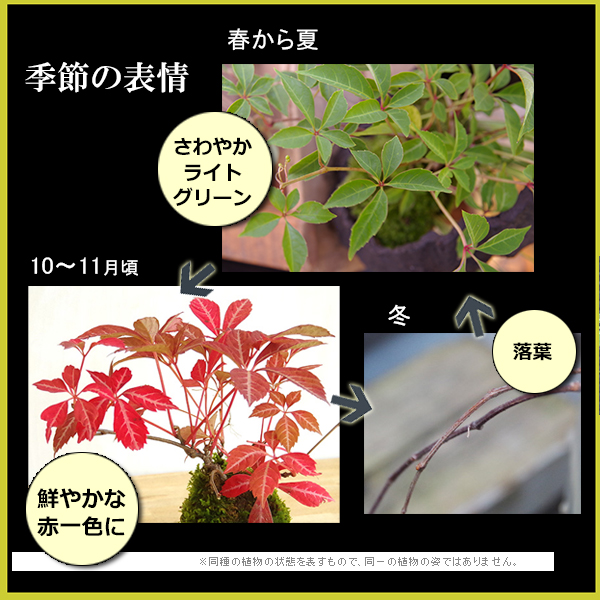 現在落葉中 送料無料でお届け 四季折々の変化を楽しむ ヘンリーヅタの盆栽 万古黒深鉢