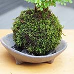 シマトネリコ苔玉