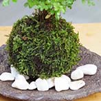 シマトネリコ苔玉