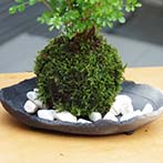 シマトネリコ苔玉