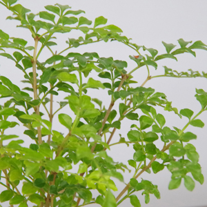 シマトネリコの鉢植え