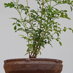 シマトネリコの鉢植え