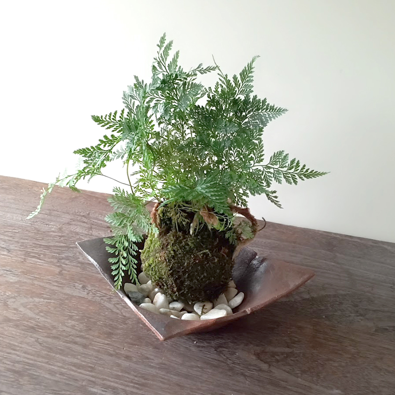 8年物】吊りしのぶ シダ植物 苔玉 不味く トキワシノブ ②
