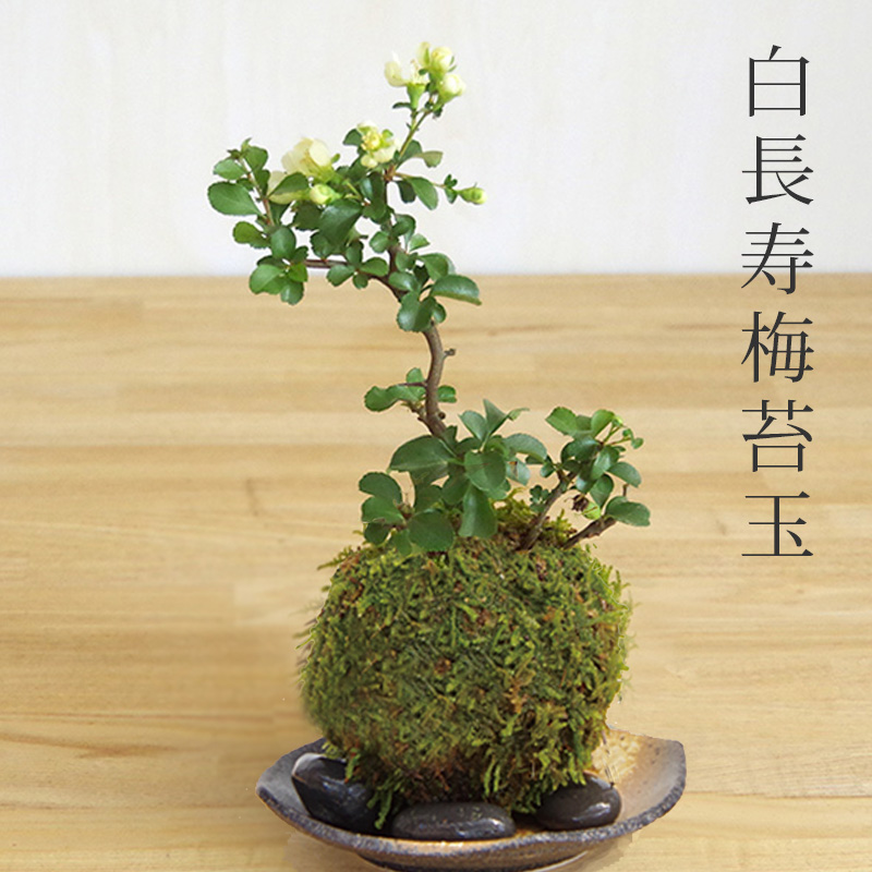 長寿梅の苔玉