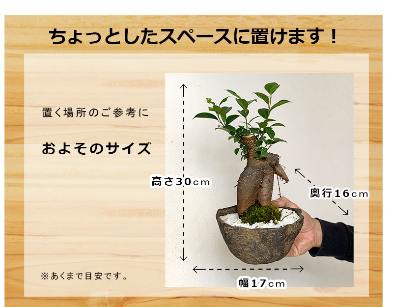 送料無料 盆栽 ガジュマル くらま岩風鉢 多幸の樹 縁起の樹 キジムナー ガジュマル盆栽