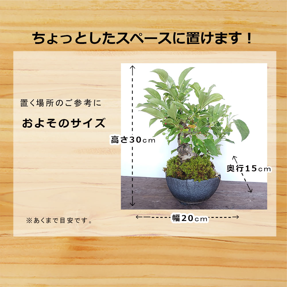 ヤブコウジの盆栽