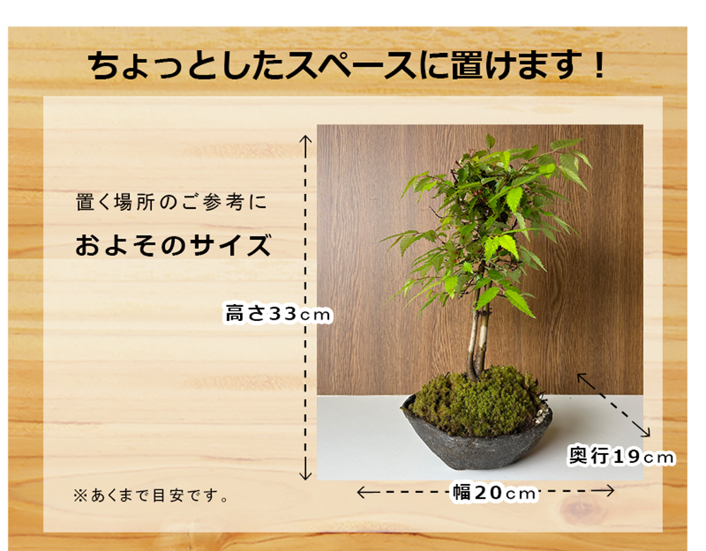 ケヤキ