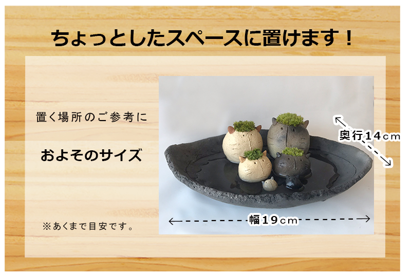 コケテラリウム モスモス