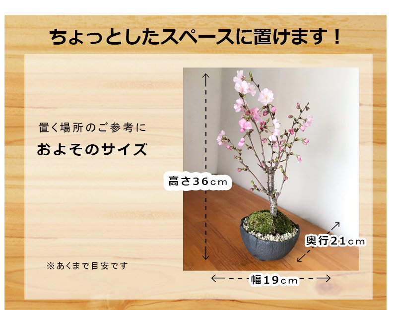 2022年開花終了現在葉桜】送料無料でお届けいたします。（北海道・九州・沖縄６６０円）桜・・・そう聞くだけで心和む景色を貴方のもとへ【桜（八重の輝き ）の盆栽（万古黒丸深鉢）】