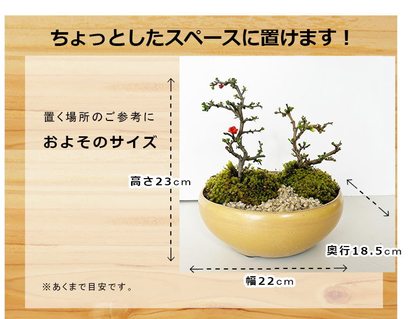 信楽焼き鉢