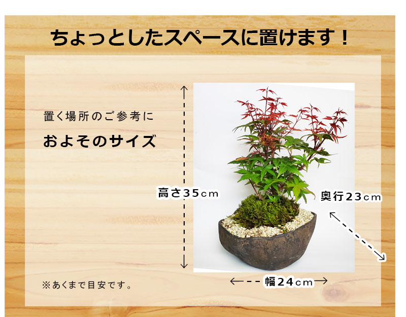 盆栽 出猩々モミジ 紅葉の盆栽 くらま bonsai 送料無料 苔 こけ