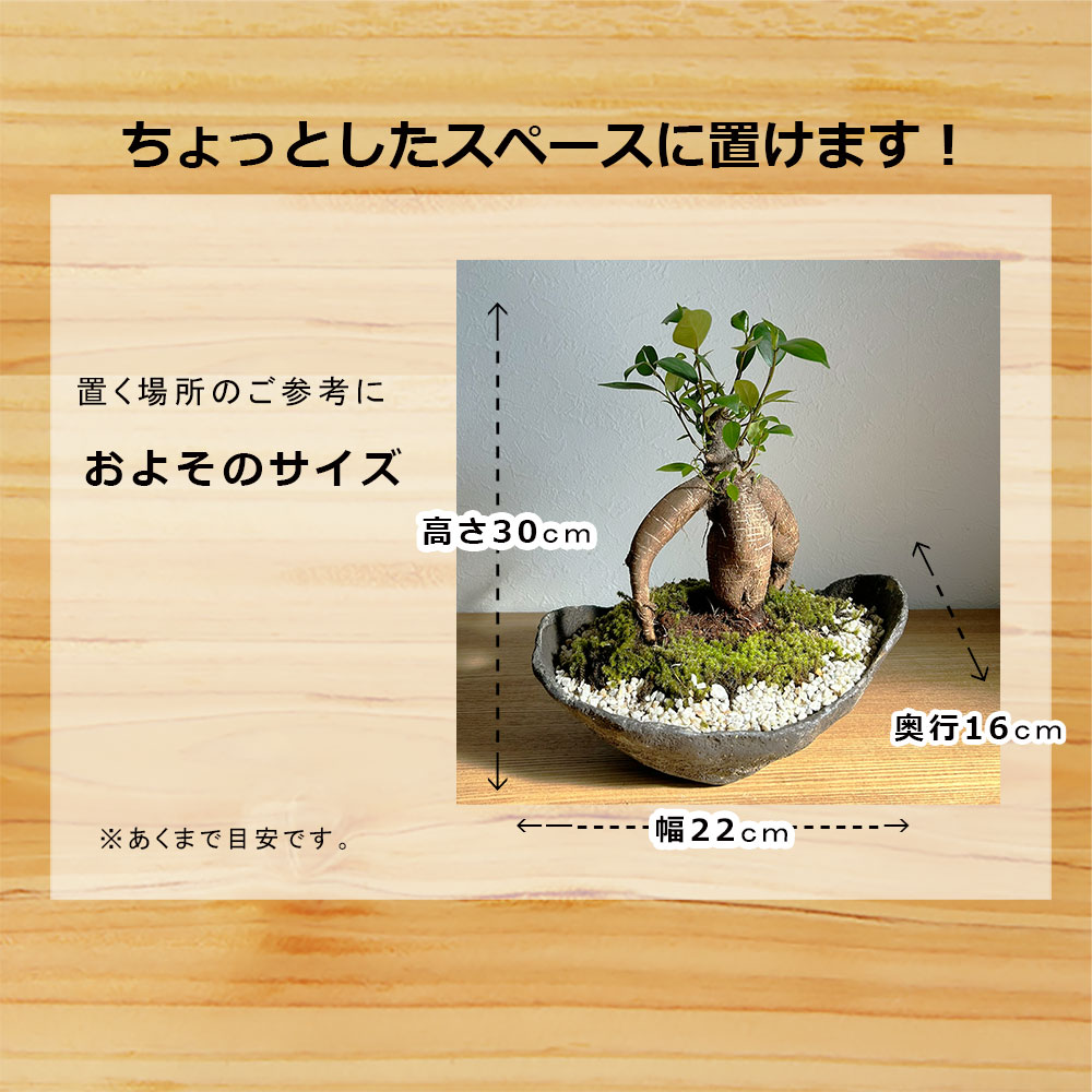 盆栽
