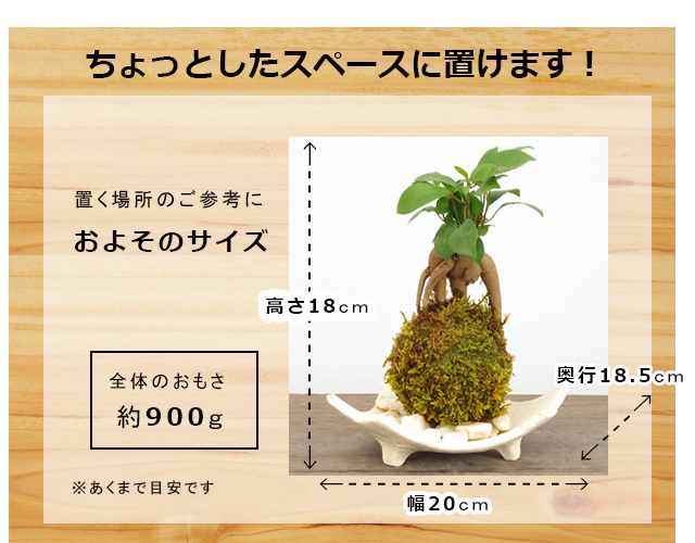 ガジュマルの苔玉