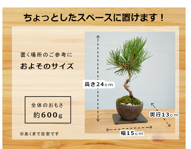 黒松の盆栽