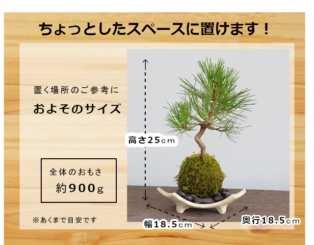 黒松の苔玉