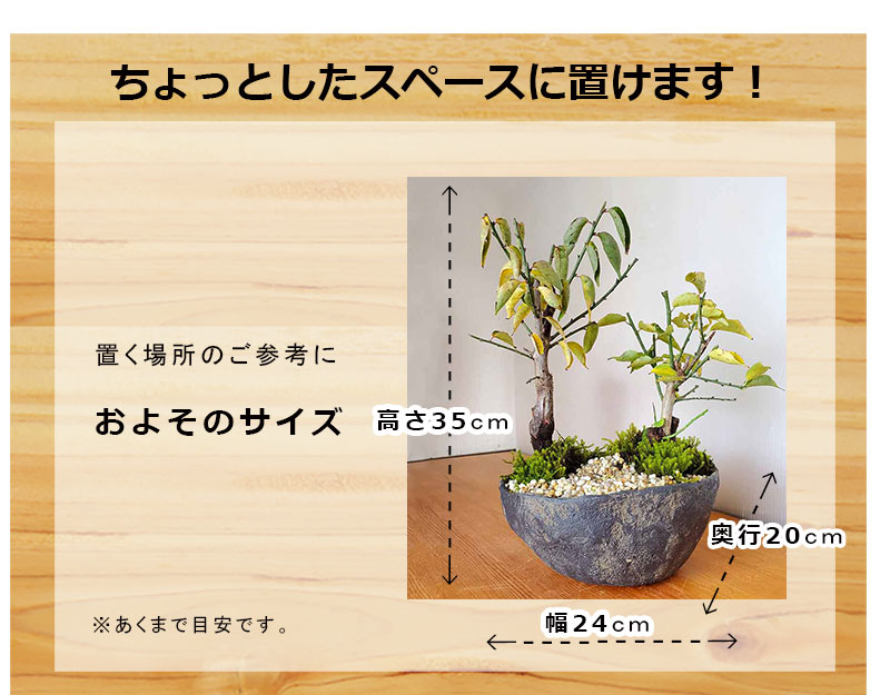 送料無料でお届け。端正で香りよい花が人気の梅の盆栽【紅白梅
