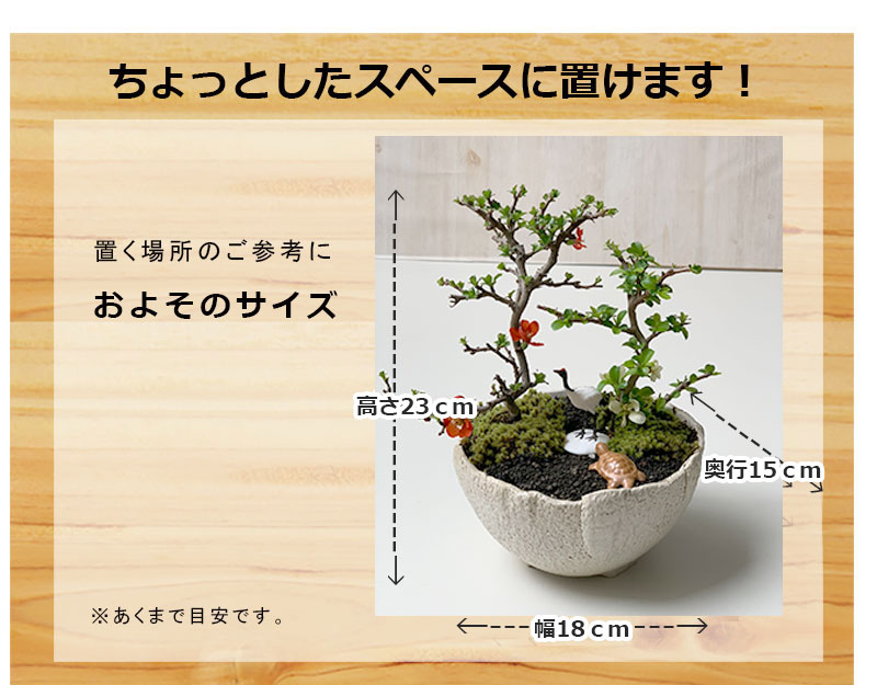 野風盆栽流通]冬至梅(8659)全高：52㎝※同梱包は「まとめて