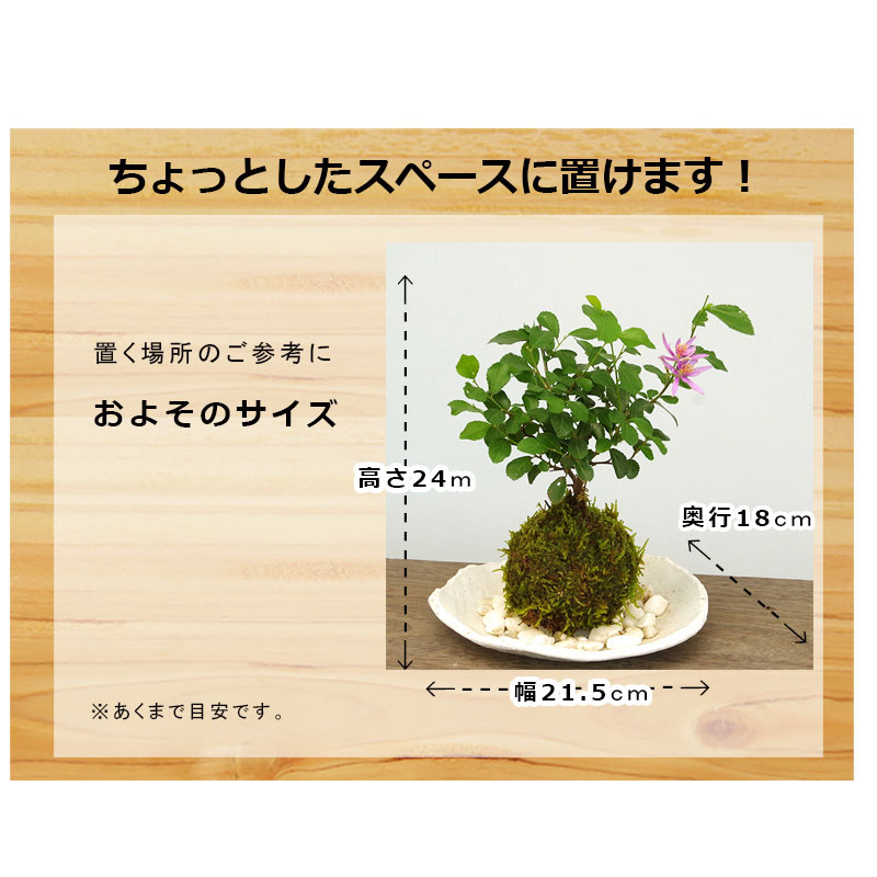 睡蓮木（スイレンボク）の苔玉