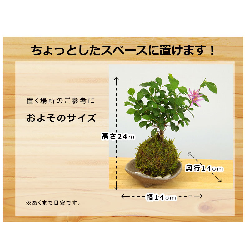 睡蓮木（スイレンボク）の苔玉