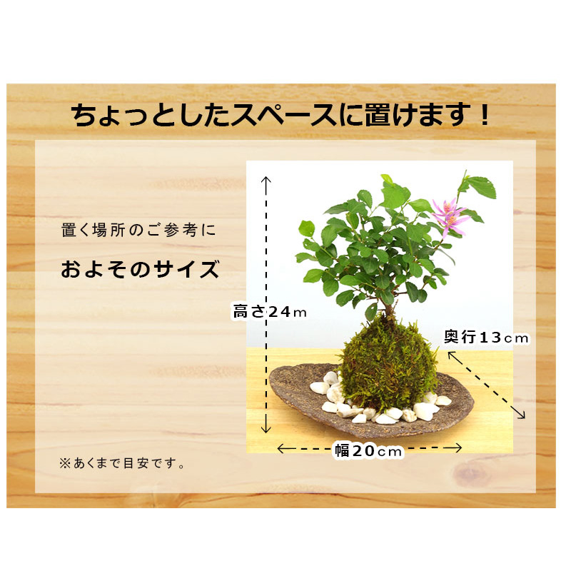 睡蓮木（スイレンボク）の苔玉