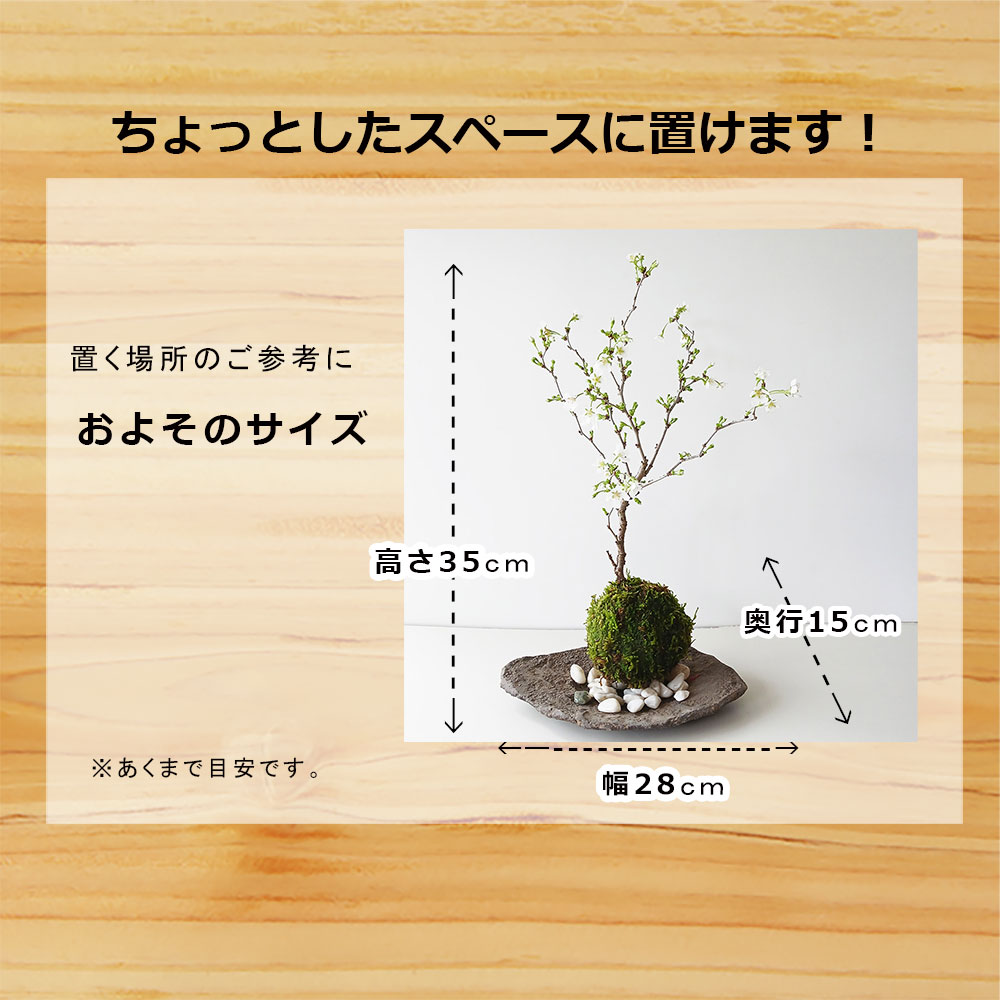 2025年開花終了】桜・・・そう聞くだけで心和む景色を貴方のもと
