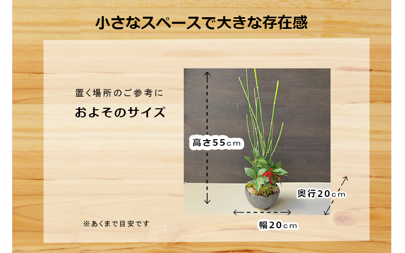 ヤブコウジの盆栽